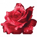 Alila Grace Coupon Code