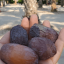 Medjool Days Coupon Code